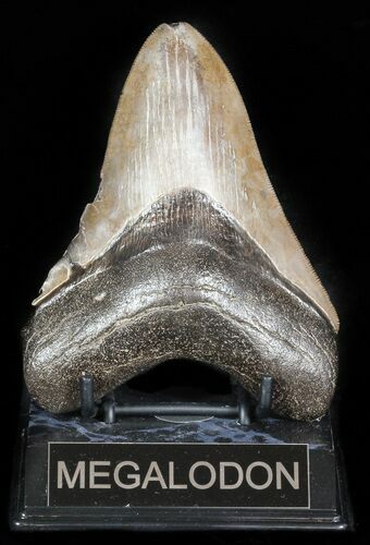 Brown, Serrated, Megalodon Tooth - Georgia #45815